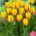 Тюльпан Flamenco Бахромчатий цибулини (1шт.)