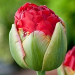 Тюльпан  Pamplona махровий цибулина (1шт.)