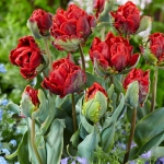 Тюльпан  Rococo Double папуговий махровий (1шт.)