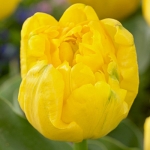Тюльпан  Yellow Baby махровий (1шт.)