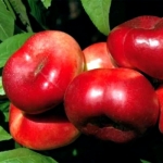 Нектарин Донат (инжирный) 1 класс