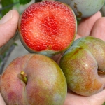 Слива Флавор Супреме 1 класс (1шт.)