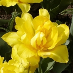 Тюльпан  Monte Carlo махровий цибулина (1шт.)