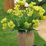 Тюльпан  Formosa Виридифлора (1шт.)