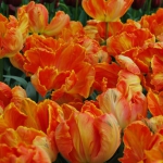 Тюльпан  Orange Favorit  попугай (1шт.)