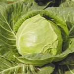 Капуста Іюньська (1шт.)