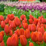 Тюльпан  Orange Cassini  триумф луковица (1шт.)