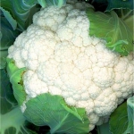 Капуста Цветная Опал (1шт.)