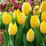 Тюльпан  Kikomachi триумф (1шт.)