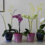 Палочка для орхидей К14.020.60 Розовая (1шт.)