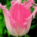 Тюльпан Fancy Frills бахромчатий (1шт.)