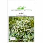 Аніс лікарський (1шт.)