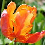 Тюльпан  Orange Favorit  попугай (1шт.)