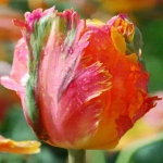 Тюльпан  Orange Favorit попугай (1шт.)