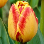 Тюльпан  Banja Luka триумф (1шт.)