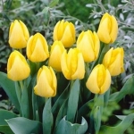 Тюльпан  Kikomachi триумф (1шт.)