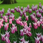 Тюльпан  Claudia  лілієвидний (1шт.)