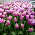 Тюльпан Holland Beauty Тріумф цибулина (1шт.)