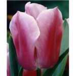 Тюльпан Holland Beauty Тріумф цибулина (1шт.)