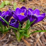 Крокус великоквітковий Negro Boy цибулина (1шт.)