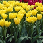 Тюльпан  Monte Carlo махровий цибулина (1шт.)