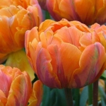 Тюльпан Orange Princess Махр (1шт.)