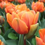 Тюльпан Orange Princess Махр (1шт.)