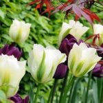 Тюльпан  Spring Green виридифлора (1шт.)