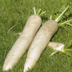 Редька Ерли Лонг Вайт (1шт.)