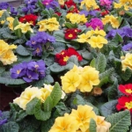 Вазон Примула кімнатна (1шт.)