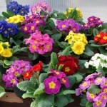 Вазон Примула кімнатна (1шт.)