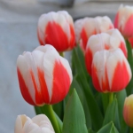 Тюльпан  Roman Empire Триумф луковица (1шт.)