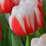 Тюльпан  Roman Empire Тріумф цибулина (1шт.)