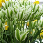 Тюльпан  Spring Green виридифлора (1шт.)
