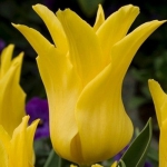 Тюльпан  Ballade Gold Лилиевидный луковица (1шт.)