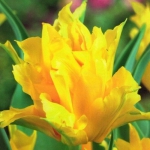 Тюльпан  Yellow Spider лілієв (1шт.)