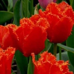 Тюльпан Noranda Бахромчатий цибулина (1шт.)