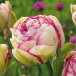 Тюльпан  Double Touch Махр (1шт.)