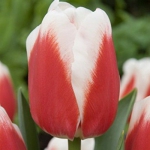 Тюльпан  Roman Empire Триумф луковица (1шт.)