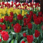 Тюльпан  Valerij Georgiev  бахром (1шт.)