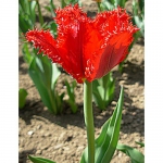 Тюльпан  Valerij Georgiev  бахром (1шт.)