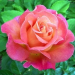 Саджанці троянди чайно-гібридна Бирди клас А (8шт) (1шт.)