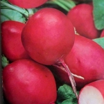 Редиска Рубін (1шт.)