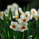 Нарцисс  Geranium