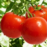 Помидор Ефемер (1шт.)