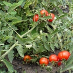Помидор Ефемер (1шт.)
