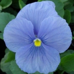 Віола Великоквітк Дункленбау (1шт.)