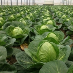 Капуста Іюньська (1шт.)