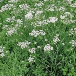 Аніс лікарський (1шт.)