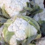 Капуста Цветная Опал (1шт.)